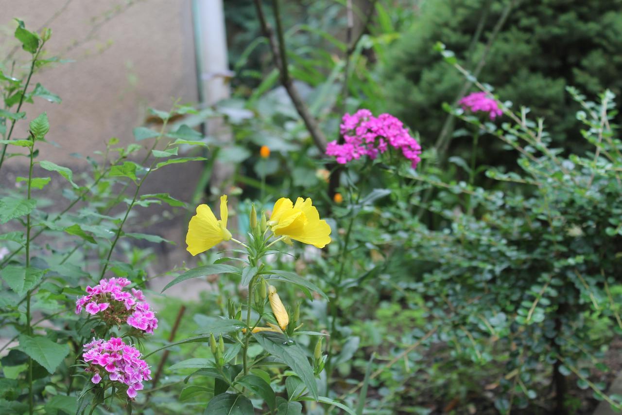 Salomes Apartment Tuti Borjomi Ngoại thất bức ảnh